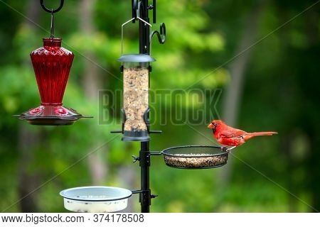Northern red cardinal at a bird feeder