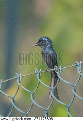 A wild bird on the wire fencing .