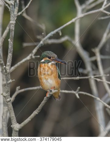A small wild bird on the branch of a tree .