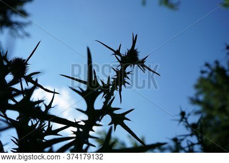 A Thistle Blossoms Along The Way In The Middle Of The Forest In Bavaria