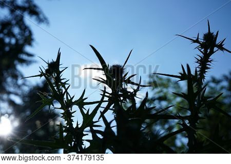 A Thistle Blossoms Along The Way In The Middle Of The Forest In Bavaria