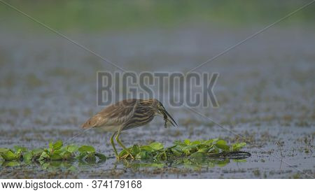 A wild bird collecting foods from lake .