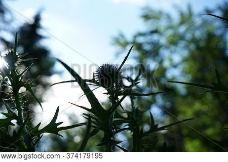 A Thistle Blossoms Along The Way In The Middle Of The Forest In Bavaria