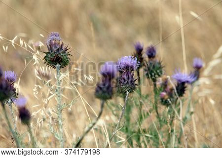 A Thistle Blossoms Along The Way In The Middle Of The Forest In Bavaria