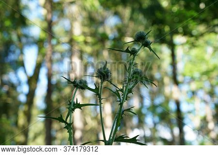 A Thistle Blossoms Along The Way In The Middle Of The Forest In Bavaria