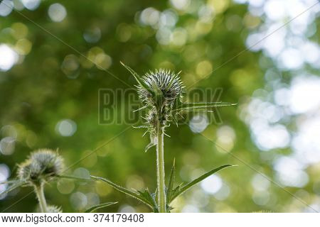 A Thistle Blossoms Along The Way In The Middle Of The Forest In Bavaria