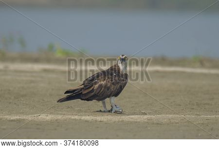 A wild bird on the bank of river with food .