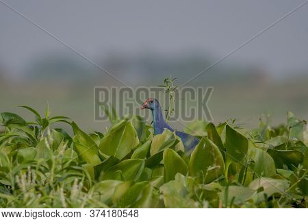 A wild bird in the green water plants .