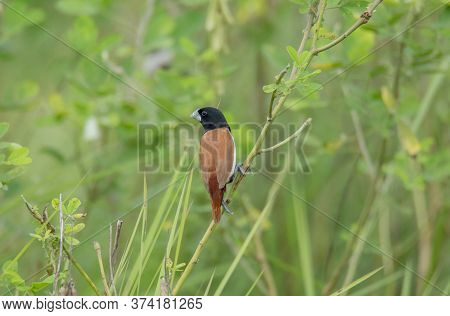 A little wild bird on the branch of the tree .