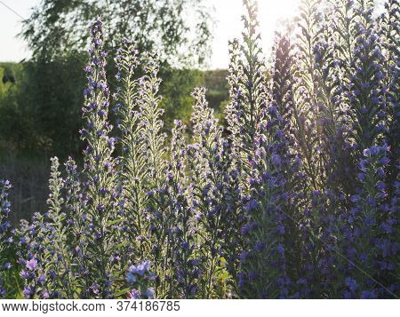 Meadow With Blue Flowers Of The Blueweed . Vipers Bugloss, Blueweed, Echium Vulgare