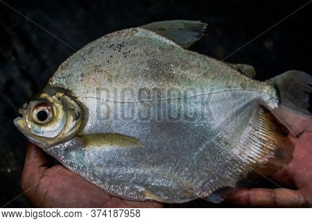 Mylossoma Duriventre, A Fish From The Orinoco Basin And Amazon Basin Taken By Fiherman With A Hook.