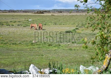 Grazing Horses In A Bright And Wide Grassland On The Swedish Island Oland