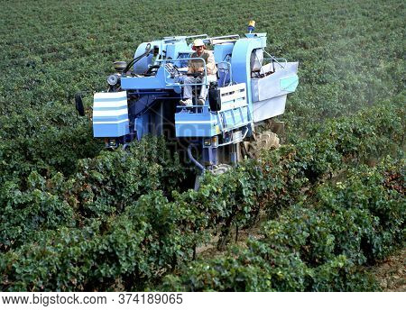 Maubec,france-september 15,2019: Mechanical Grape Harvesting Is The Most Efficient Method Of Removin