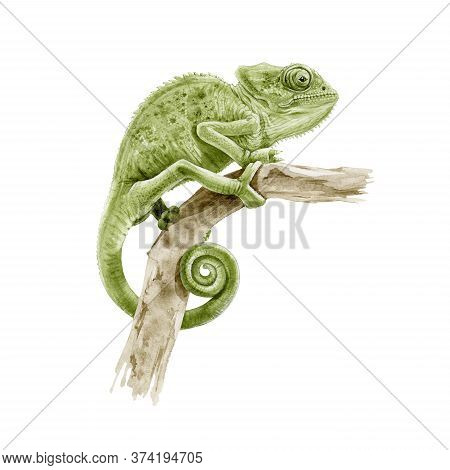 Green Panter Chameleon On The Branch Watercolor Illustration. Hand Drawn Exotic Lizard Close Up Imag