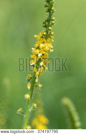 Sticklewort (agrimonia Eupatoria) Plant