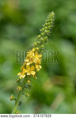 Sticklewort (agrimonia Eupatoria) Plant