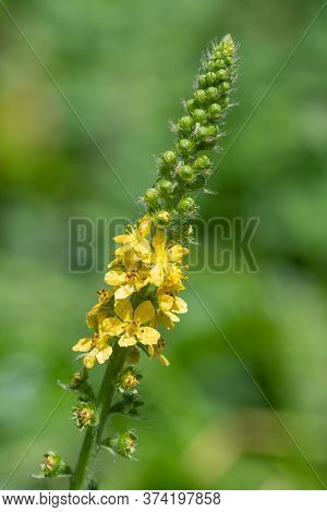 Sticklewort (agrimonia Eupatoria) Plant