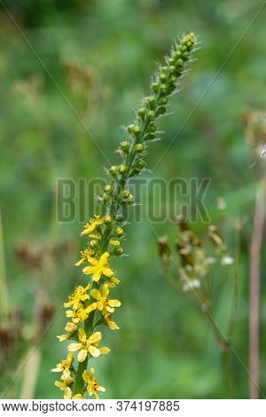 Sticklewort (agrimonia Eupatoria) Plant