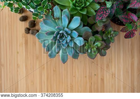 Banner Nature. Fittonia, Hypoestes, Succulents, Cactus Flower On Green Background. Copy Space. Minim