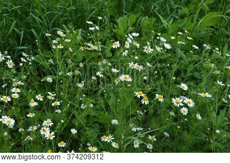 Scentless Mayweed - Tripleurospermum Inodorum. Scentless False Mayweed Blossom ( Tripleurospermum In
