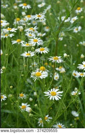 Scentless Mayweed - Tripleurospermum Inodorum. Scentless False Mayweed Blossom ( Tripleurospermum In
