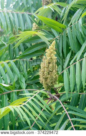 Staghorn Sumac Or Velvet Sumac (rhus Typhina). Close View.