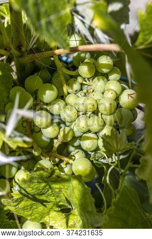 Green Grapes Growing At The Vine Plan In The Vineyard In Detail