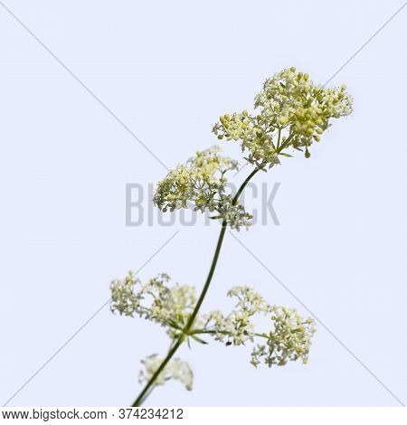 Stalk Of A Hedge Bedstraw With Small White Flowerets, Close-up Isolated On A Light Background. Honey