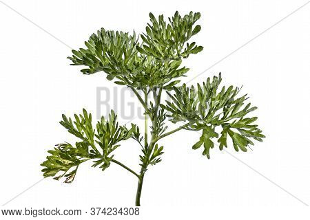 Raster Clipart Of Absinthe Wormwood Closeup Isolated On A White Background. The Stalk Of A Young Gro