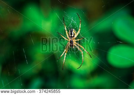 European Garden Spider, Neoscona Adianta, On Its Orb Web Waiting For A Prey, Ventral View With Green