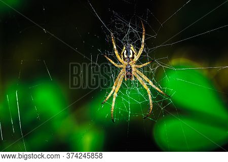 European Garden Spider, Neoscona Adianta, On Its Orb Web Waiting For A Prey, Ventral View With Green