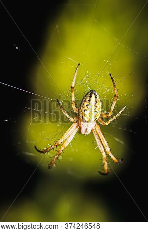 European Garden Spider, Neoscona Adianta, On Its Orb Web Waiting For A Prey, Dorsal View With Green 