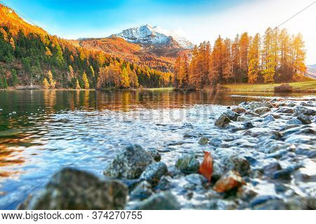 Spectacular Autumn View Of Champfer Lake. Mirror Reflaction In Lake. Location: Silvaplana, Maloya Di