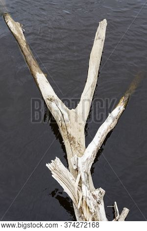 Snag In The Volga River In The Summer. An Old, Rotten Snag.