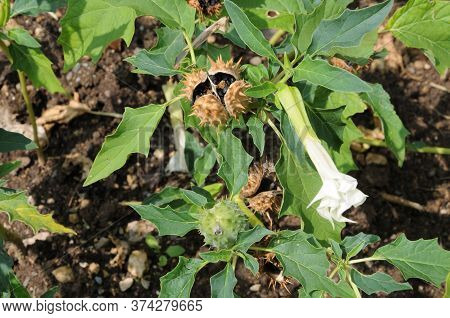 Close-up Of A Jimson Weed With White Trumpet Flower And Thorny Seed Capsules