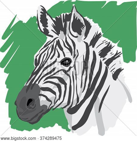 Hand Drawn Vector Sketch Of Zebra Head