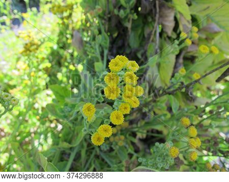 Yellow Flowering Costmary, Tanacetum Balsamita, A Medicinal Plant In The Garden