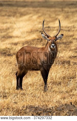 Male Defassa Waterbuck Stands In Bleached Grass