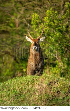 Male Defassa Waterbuck Stands Behind Grassy Mound