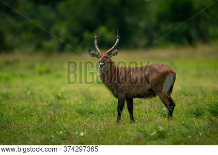 Male Defassa Waterbuck Stands Near Tree Line