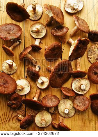 Fresh Rufous Milkcap Mushrooms