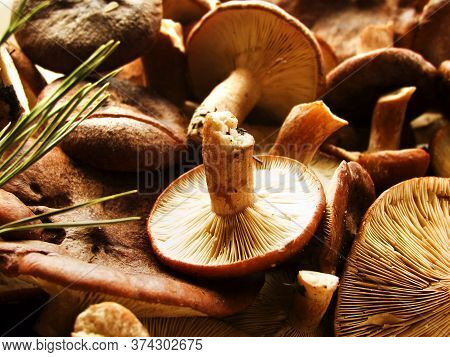 Fresh Rufous Milkcap Mushrooms