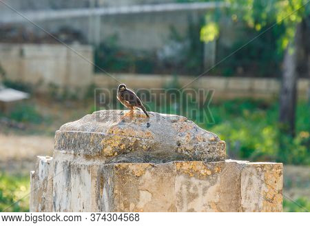 The Bird Common Myna - Indian Myna - Acridotheres Tristis - Sits On A Stone In Jerusalem, Israel