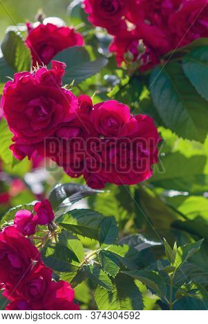 Red Roses Shrub (rosa Gallica Or Rosa Chinensis), Hedge Rose Blooming In Green Summer Garden, Landsc