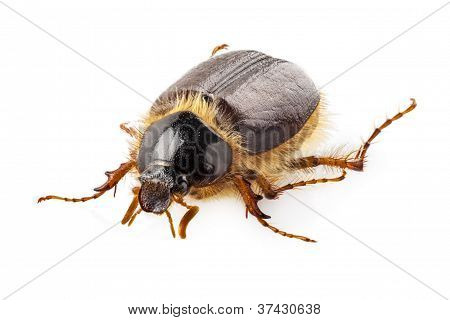 cockchafer veya Haziran böceği 