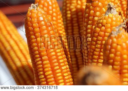 Raw Dry Sweet Corn Pods On Skewers, It Is A Cereal Plant That Yields Large Grains, Or Kernels, Set I