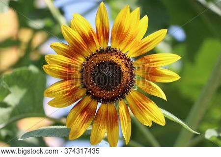 Sunflower Blooming On The Tree, Sunflowers Are Cultivated For Their Edible Seeds. Which Are An Impor