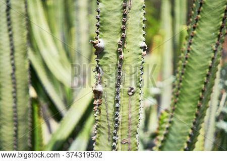 Close up of succulent green cactus at botanical garden