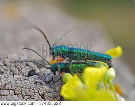 Phytoecia caerulea (longhorn beetle) in natural habitat during mating ritual