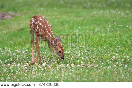 Cute White-tailed Deer Fawn In An Ipen Meadow In Summer